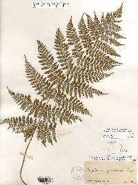 Image of Dryopteris intermedia