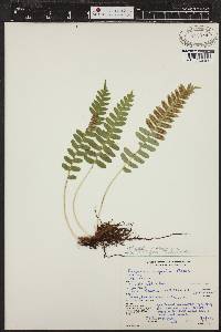 Polypodium hesperium image