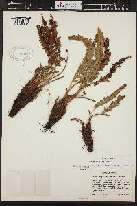 Polystichum lemmonii image