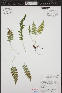 Polypodium hesperium image