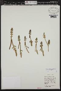 Botrychium minganense image