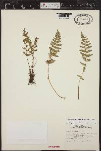 Woodsia scopulina subsp. laurentiana image