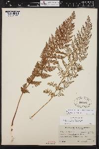 Athyrium americanum image