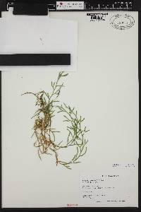 Selaginella oregana image