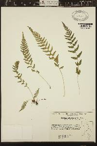 Dennstaedtia hirsuta image