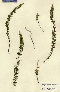 Asplenium monanthes image