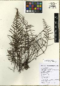 Cheilanthes parviloba image