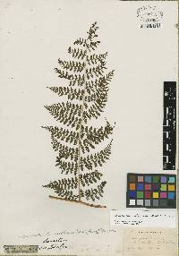 Dennstaedtia anthriscifolia image