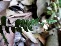 Lindsaea gueriniana image