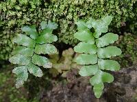 Adiantum vogelii image