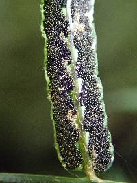 Bolbitis acrostichoides image