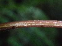 Lomariopsis muriculata image