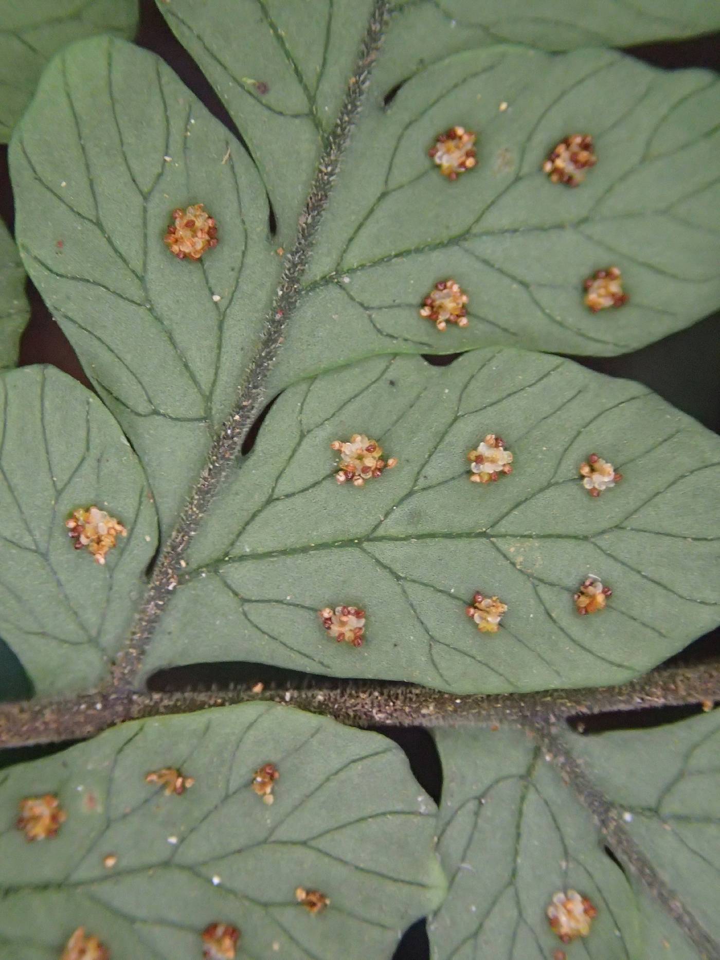 Triplophyllum heudelotii image