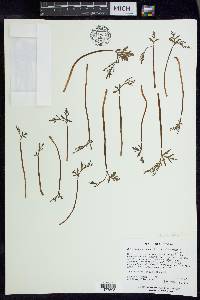 Botrychium lanceolatum subsp. angustisegmentum image