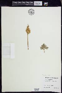 Selaginella rupestris image