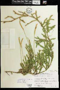 Lycopodium lagopus image