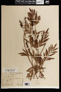 Osmunda lancea image