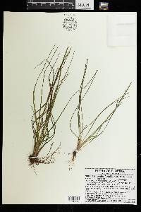 Isoetes flaccida image