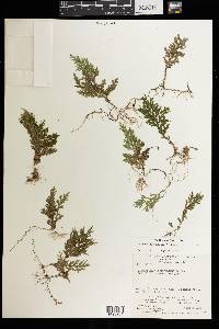 Selaginella mollis image