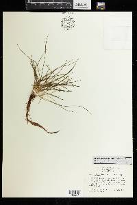 Isoetes flaccida image