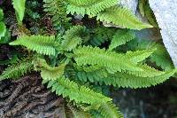 Image of Polystichum kruckebergii