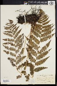 Athyrium angustum image