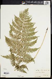 Athyrium angustum image