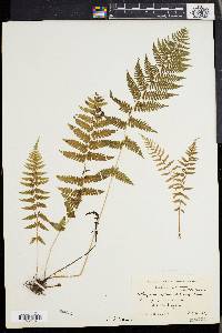 Athyrium angustum image