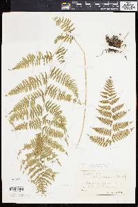 Athyrium angustum image