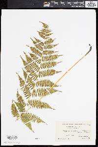 Athyrium angustum image