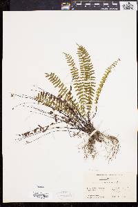 Asplenium resiliens image