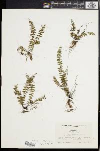 Asplenium resiliens image