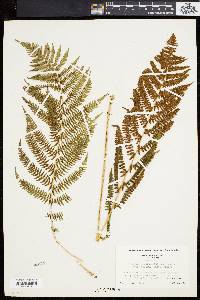 Athyrium angustum image