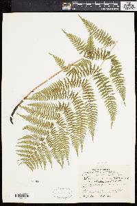 Athyrium angustum image