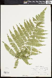 Athyrium angustum image