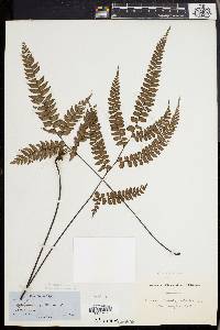 Adiantum pyramidale image