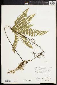 Asplenium aureum image