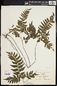 Asplenium aureum image