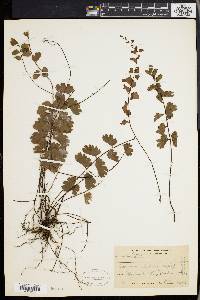 Adiantum soboliferum image