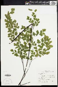 Adiantum tenerum image