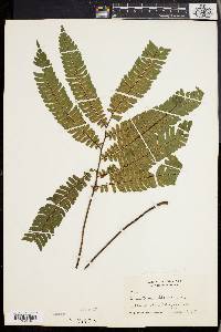 Adiantum pulverulentum image