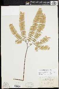 Adiantum aleuticum image