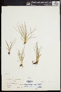 Isoetes engelmannii image