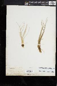 Isoetes melanopoda image
