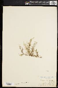 Selaginella cinerascens image