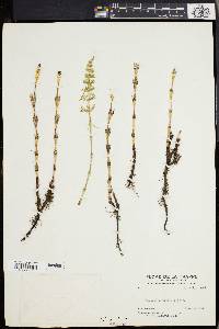 Equisetum pratense image