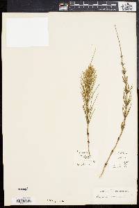 Equisetum palustre image