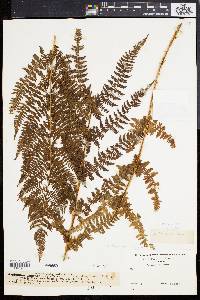 Athyrium distentifolium image