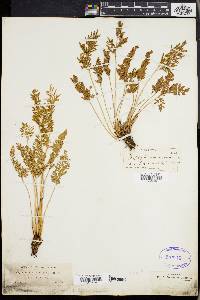 Cryptogramma acrostichoides image