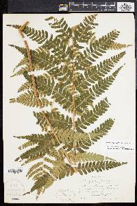 Dryopteris celsa image